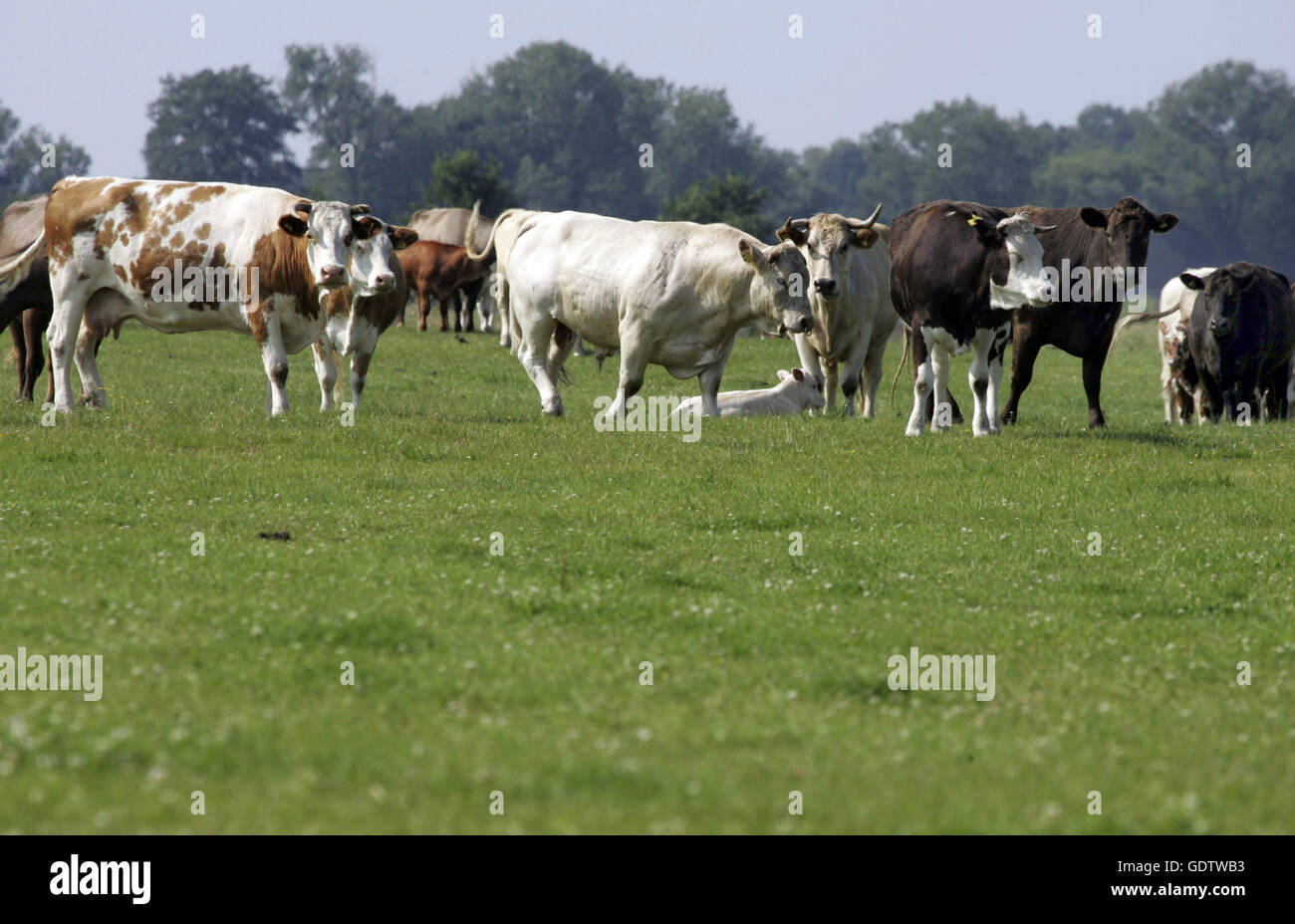 Cattle breeding germany economy hi-res stock photography and images - Alamy