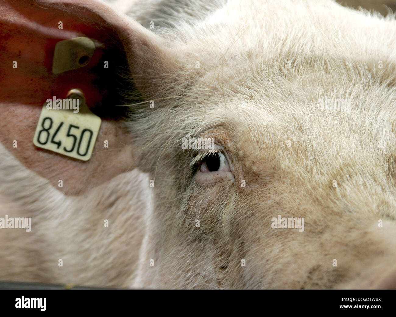 Pig with ear tag Stock Photo Alamy
