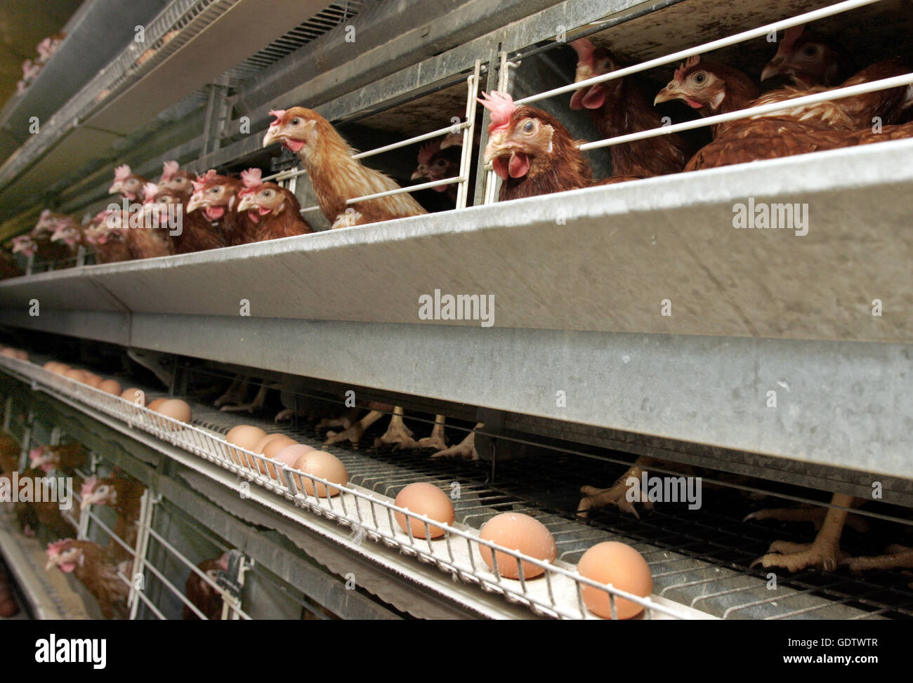 Laying hens kept in cages Stock Photo - Alamy