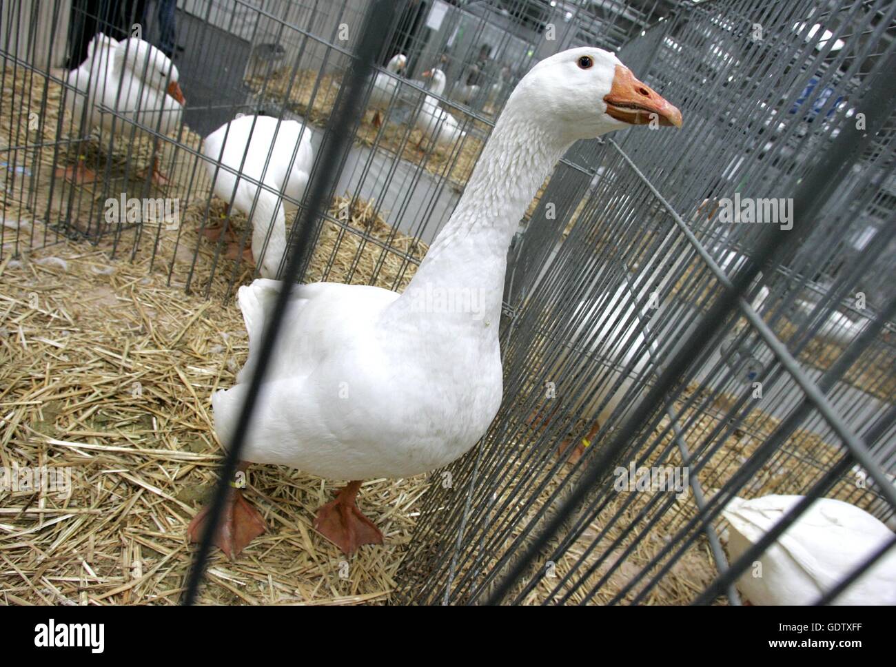 Poultry show cages hi-res stock photography and images - Alamy