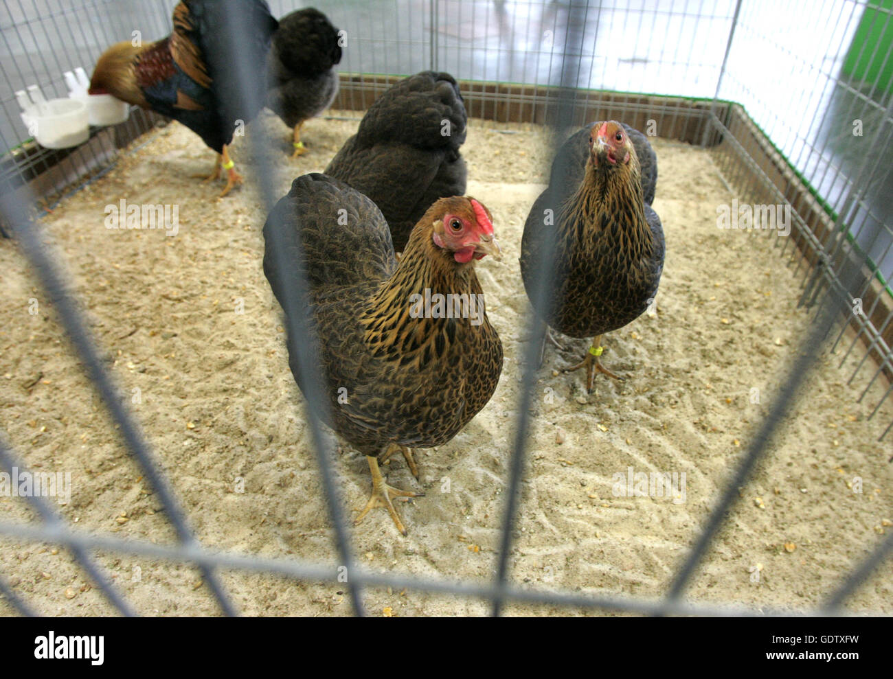 Poultry show cages hires stock photography and images Alamy