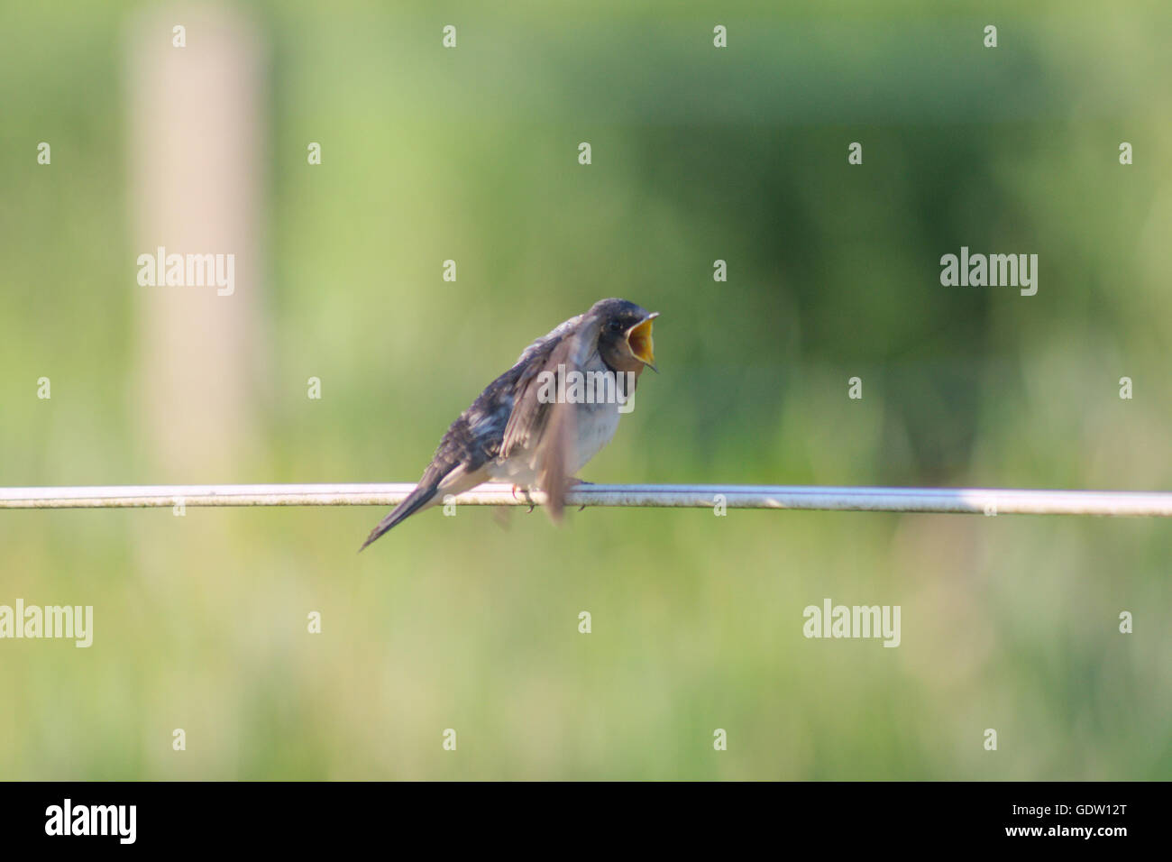 Little bird stands on a wire flapping with wings while tweeting Stock