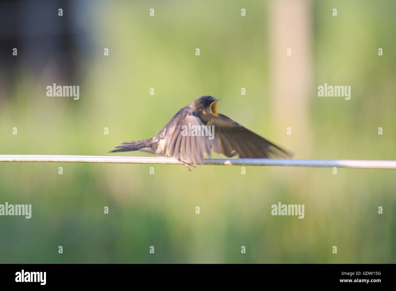 Little bird stands on a wire flapping with wings while tweeting Stock