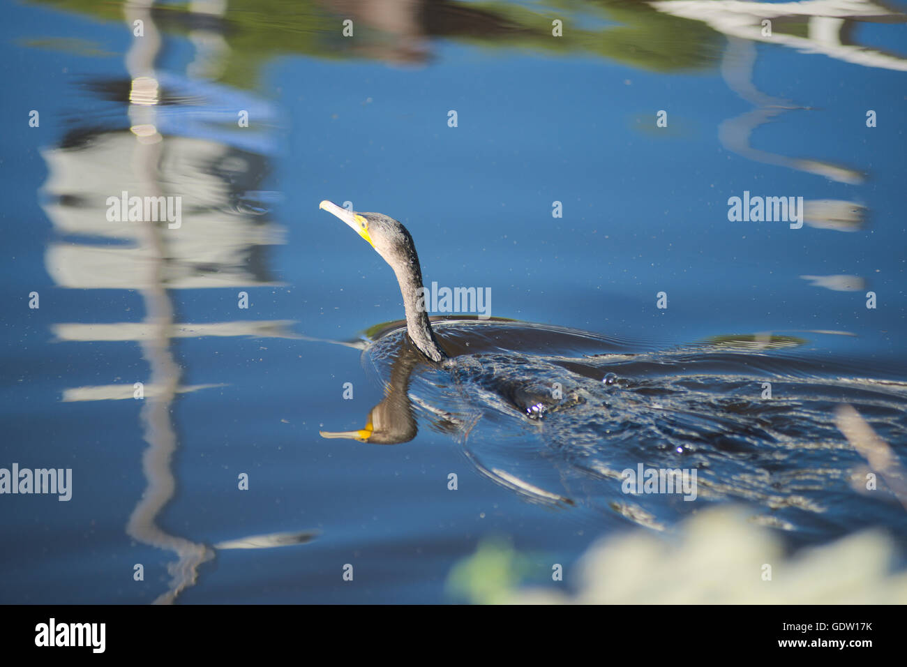 Bird swimming in the water Stock Photo
