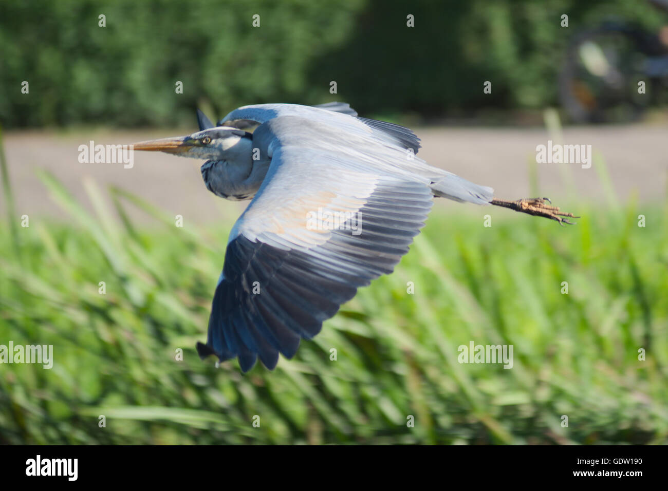 A heron flying in the air Stock Photo