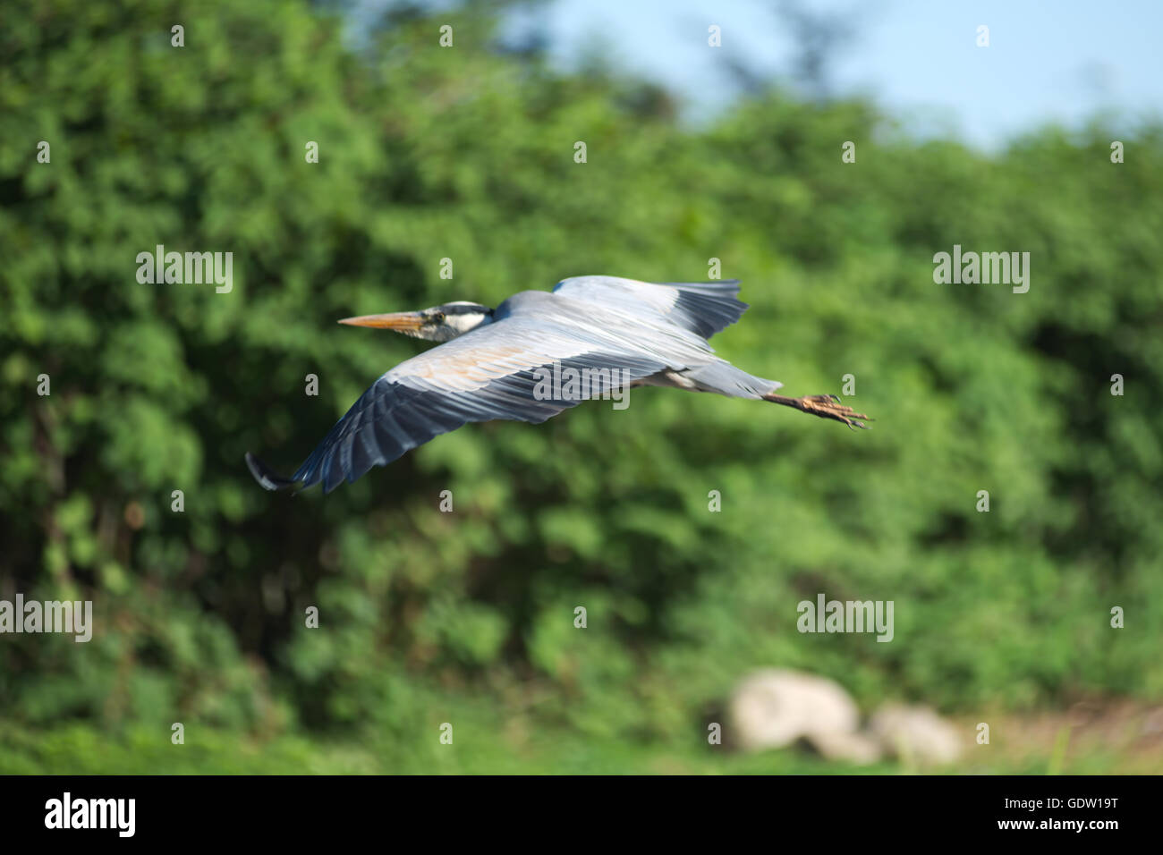 A heron flying in the sky Stock Photo