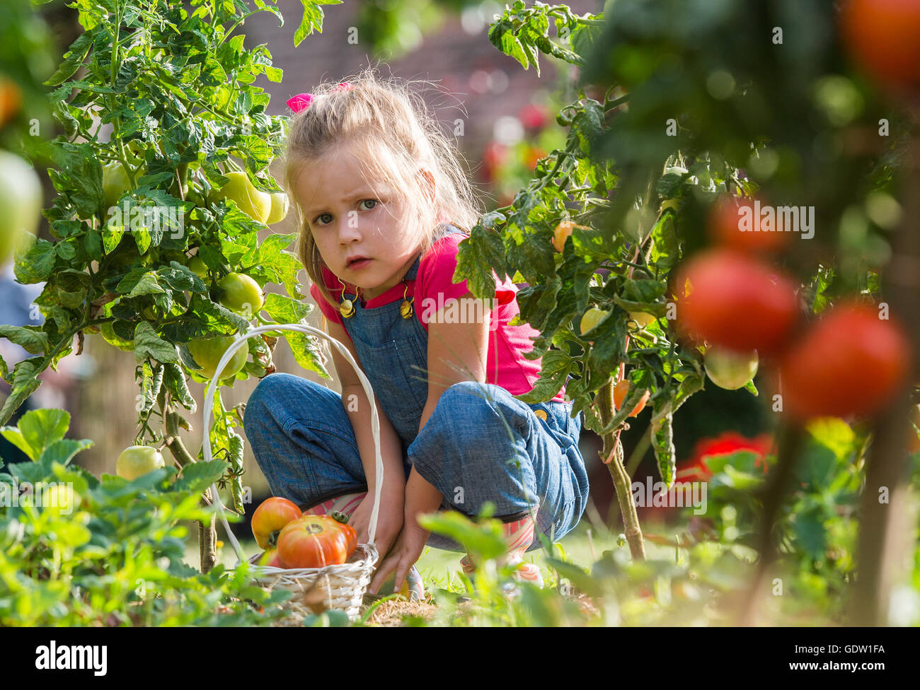 Adorable little girl collecting crop  tomatoes in garden Stock Photo