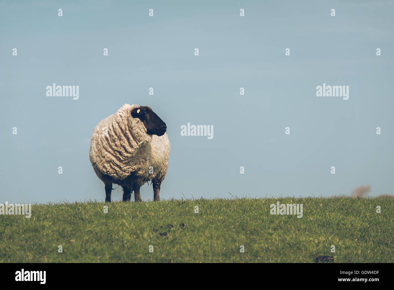 Sheep on dike Stock Photo