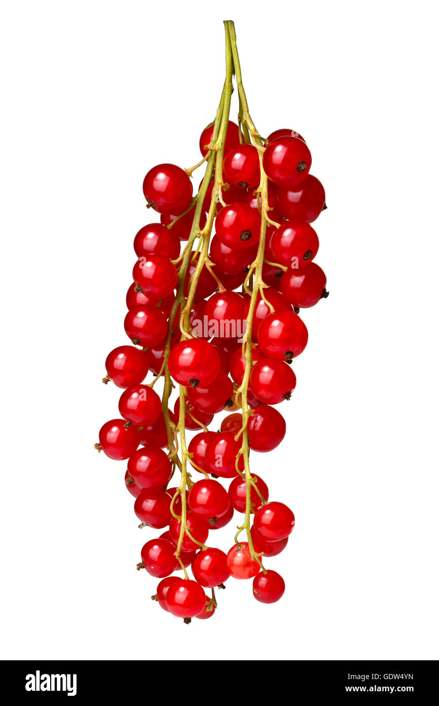 Hanging redcurrant bunch (Ribes Rubrum). Clipping paths, infinite depth of filed Stock Photo