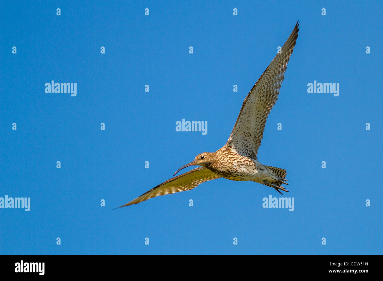 Curlew (numenius arquata) in flight, Yorkshire, UK Stock Photo