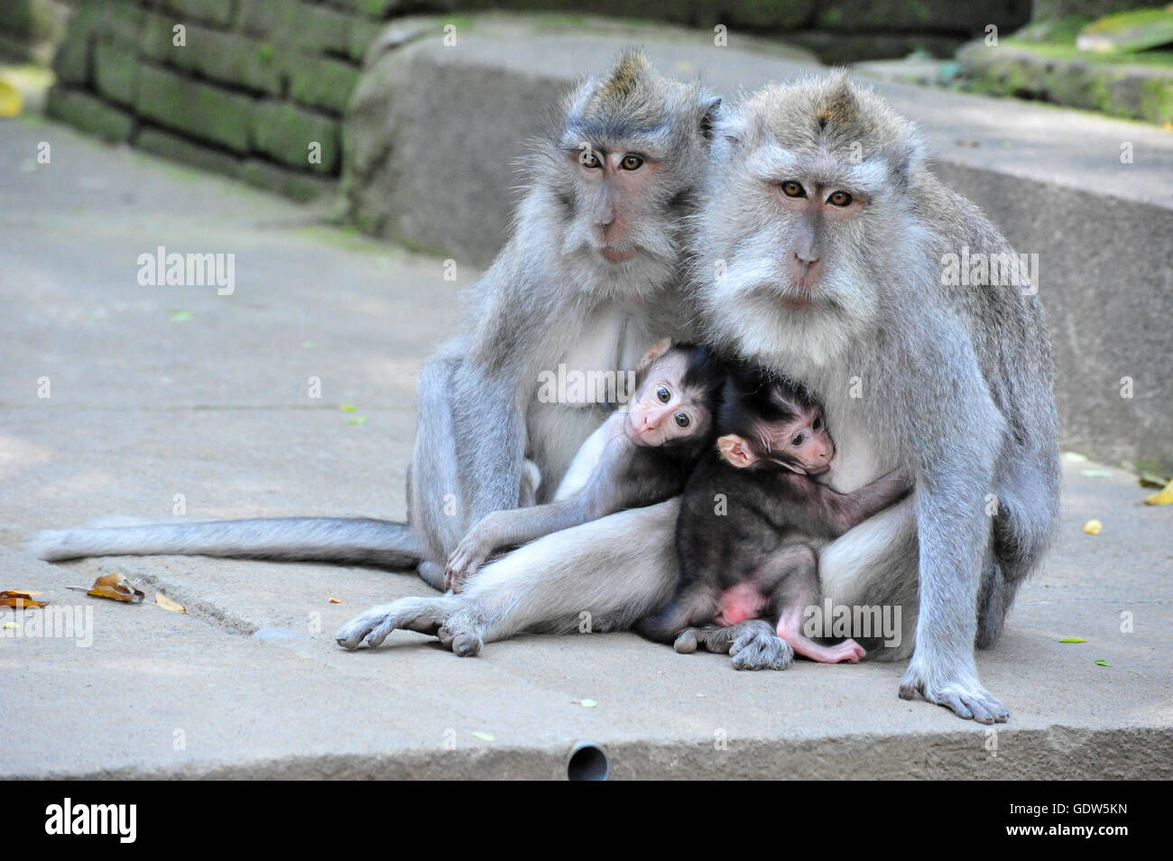 A monkey family with two babies in Bali Ubud Sacred Monkey Forest Temple Stock Photo