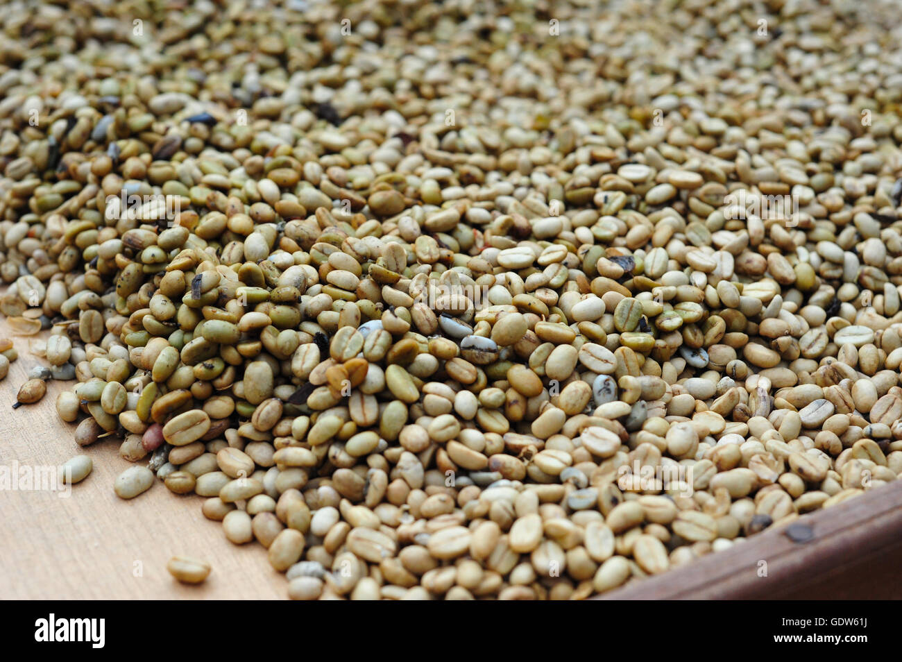 The famous Indonesian fermented luwak coffee beans, unprocessed, waiting to be roasted Stock Photo