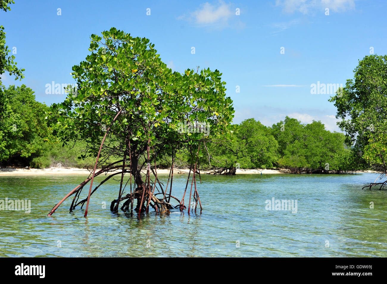 Protected Mangrove forest and trees in West Bali Taman National Park in Bali, Indonesia Stock Photo