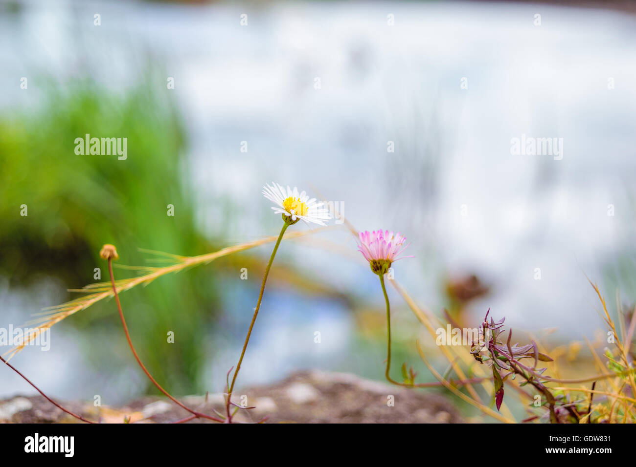 Two fragile flowers in focus Stock Photo