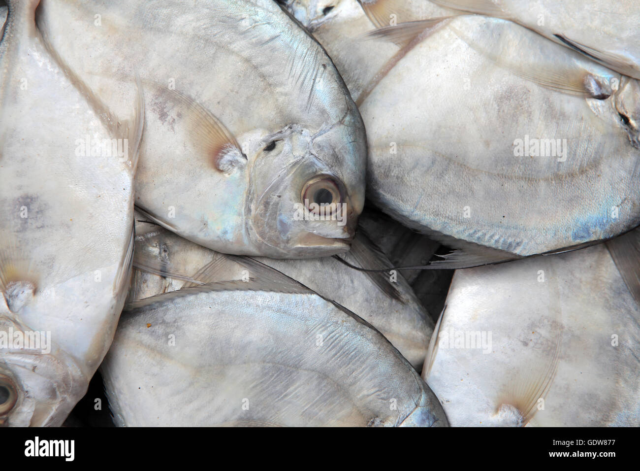 sea fish pomfret Stock Photo