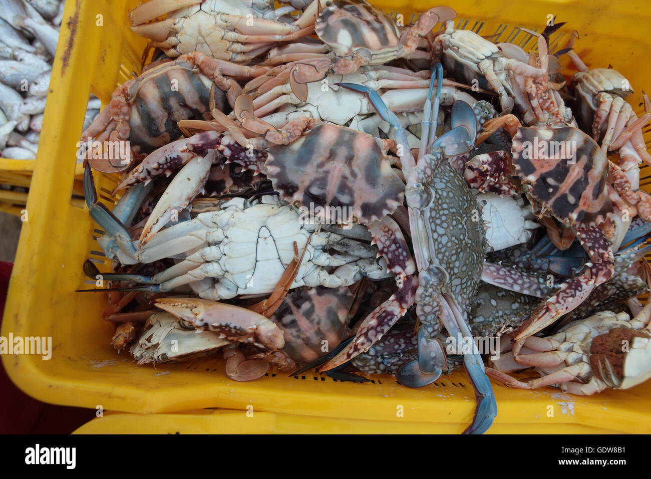 SEA CRABS IN FISH MARKET FOR SALE. Stock Photo