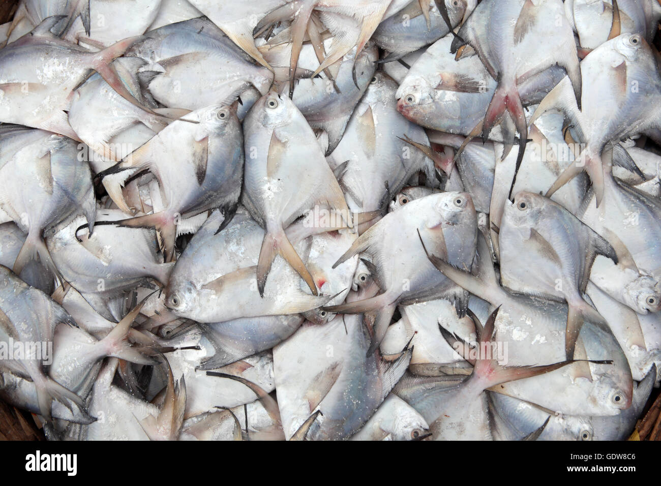 SEA FISHES POMFRET Stock Photo Alamy