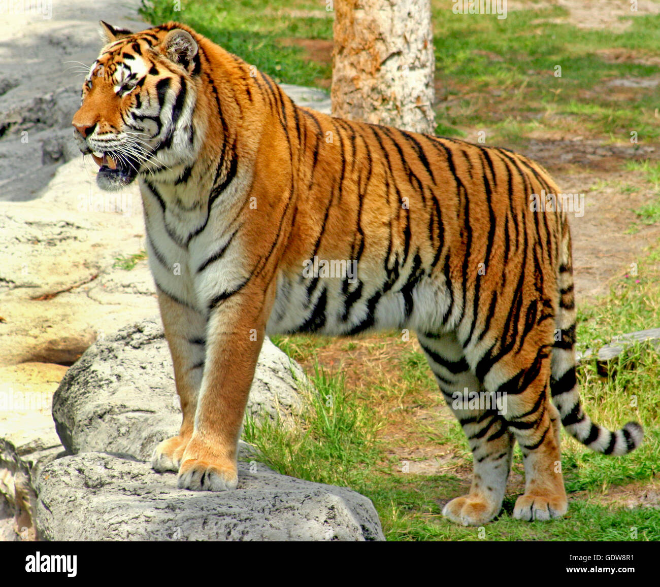 Tiger standing on a rock looking peaceful Stock Photo