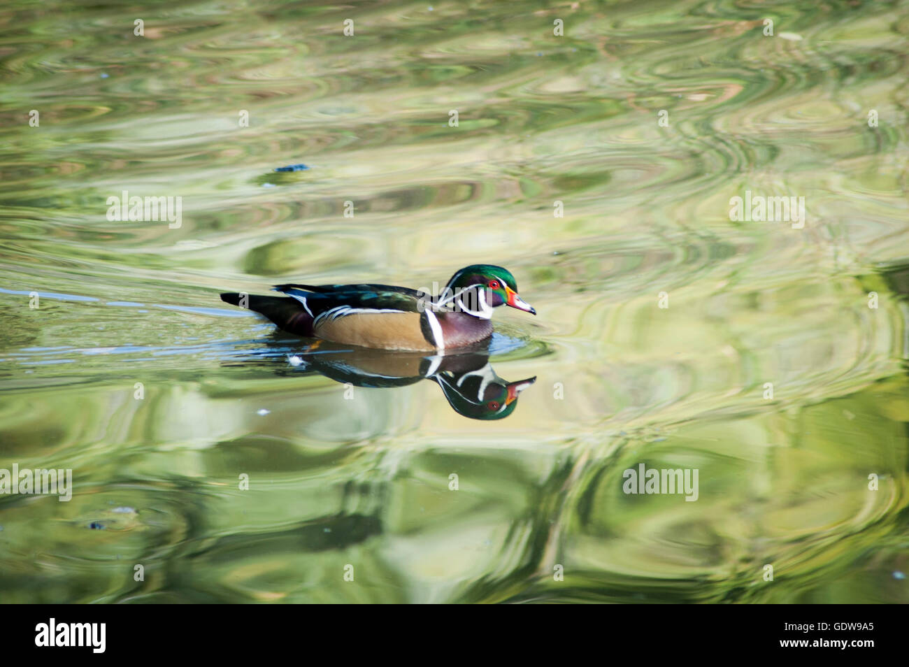 wood duck in green water, beautiful reflection Stock Photo