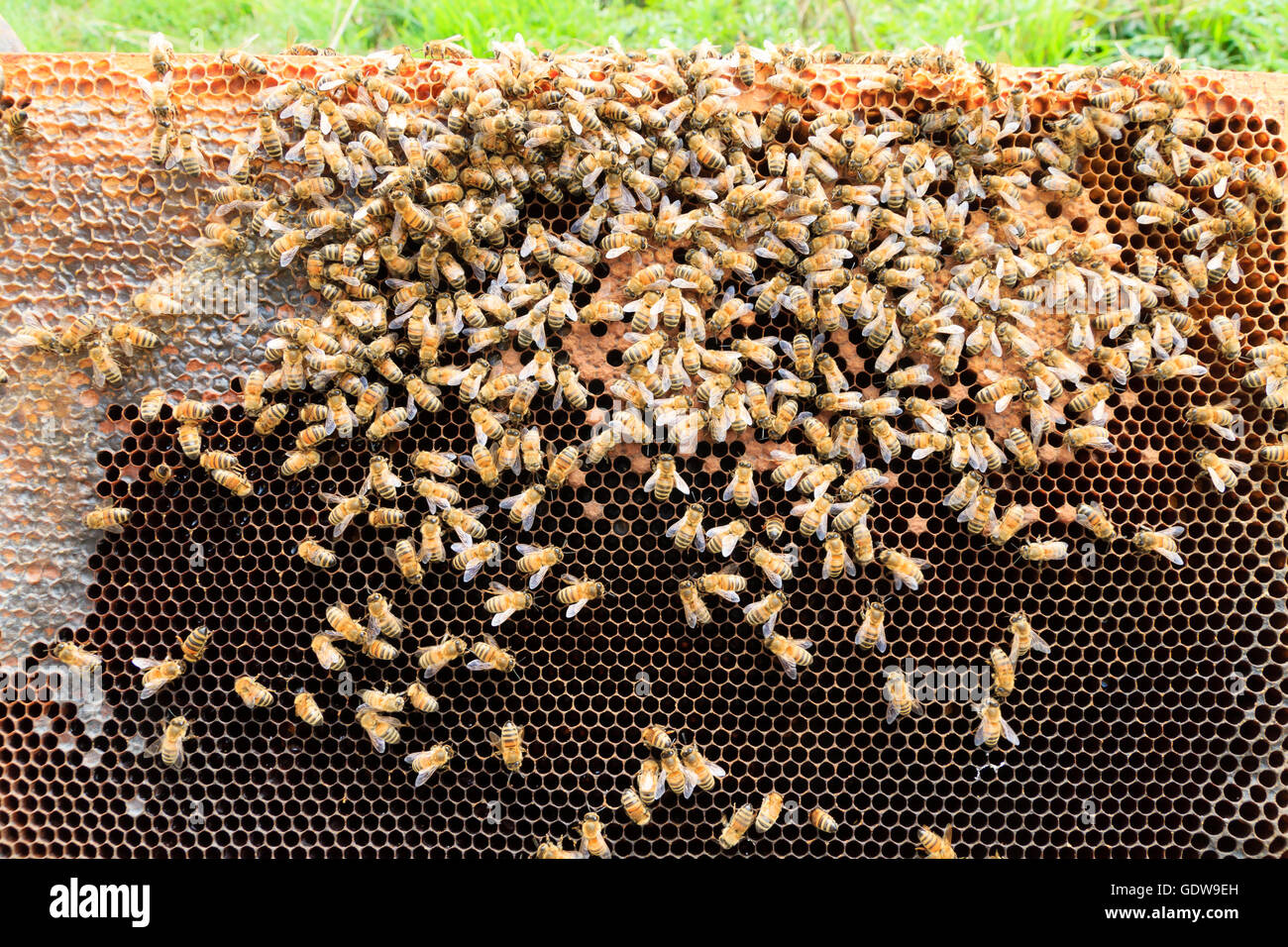 Open hive detail. Beekeeping, agriculture, rural life Stock Photo - Alamy