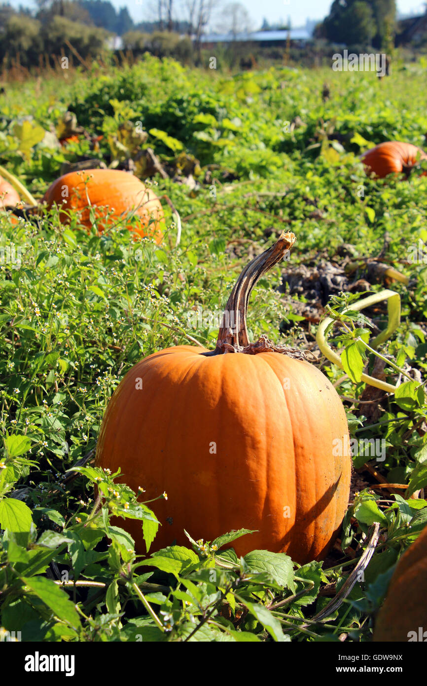 Pumpkins in field Stock Photo - Alamy