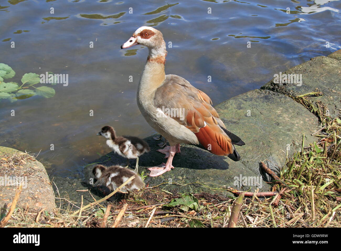 Egyptian Goose (Alopochen aegyptiacus) and two goslings, River Thames, East Molesey, Surrey, England, United Kingdom, Europe Stock Photo