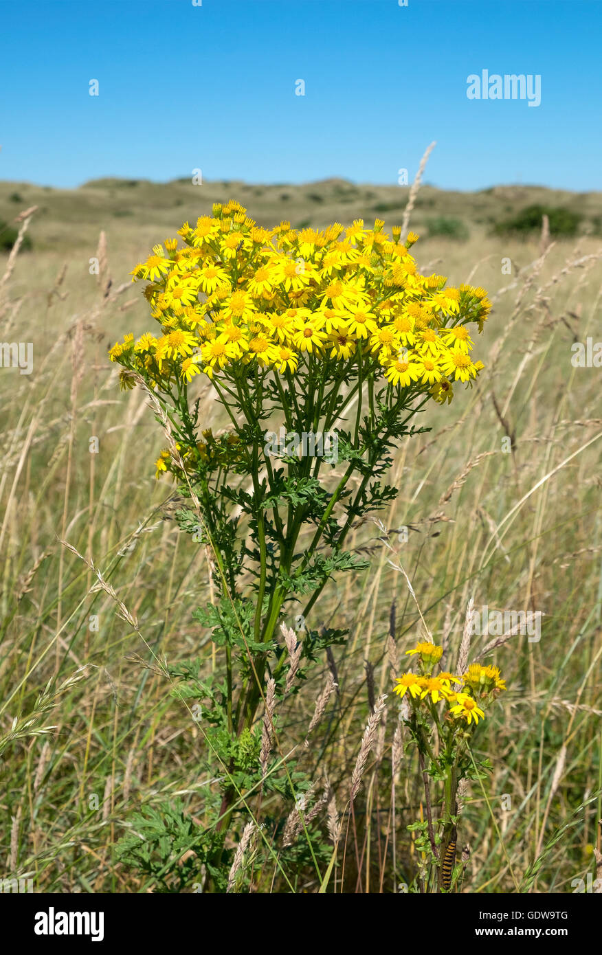 Common Ragwort ( jacobaea vulgaris ) growing on heathland in southwest England Stock Photo