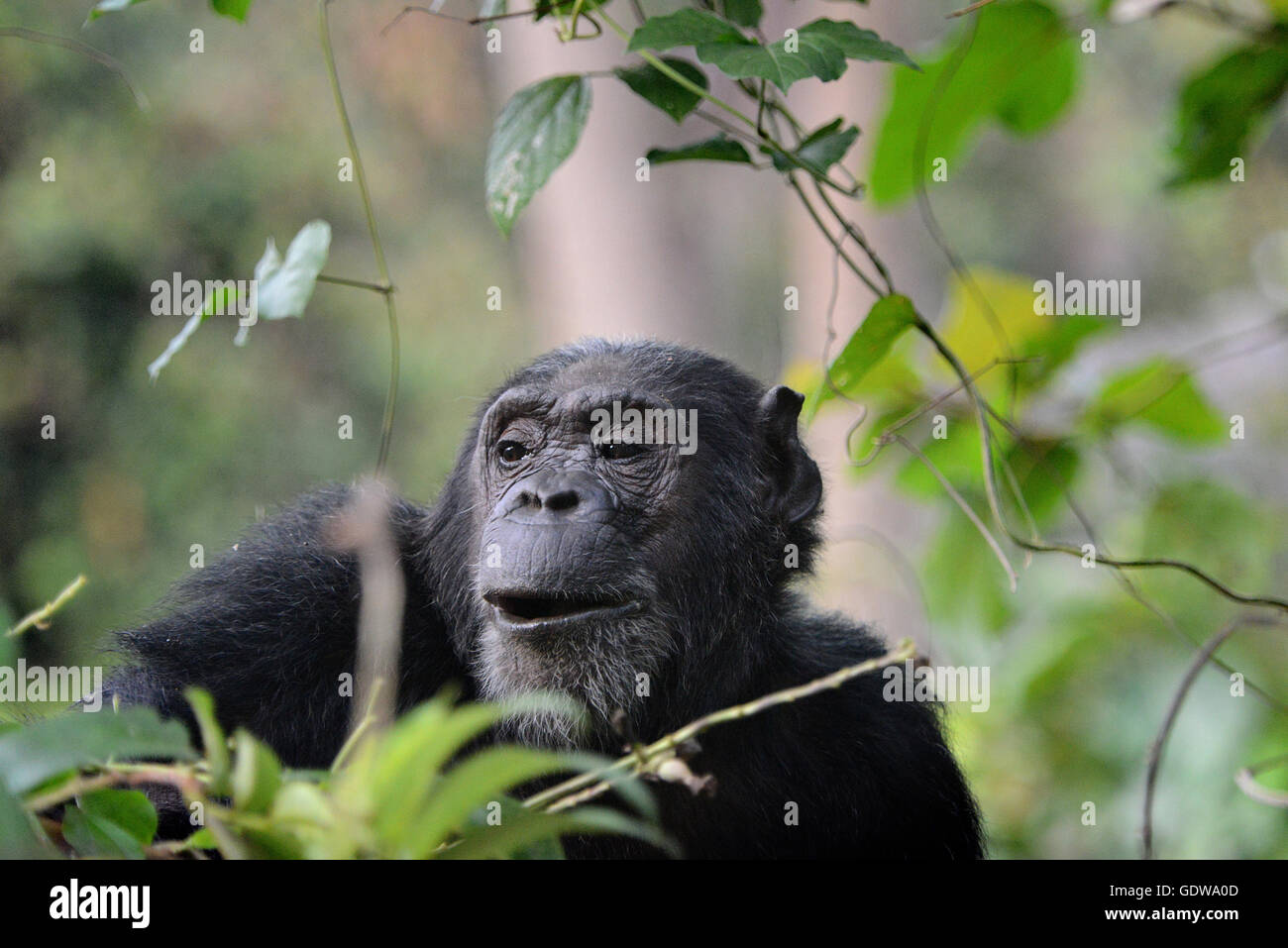 Chimps, Mahale Mountains National Park, Tanzania Stock Photo