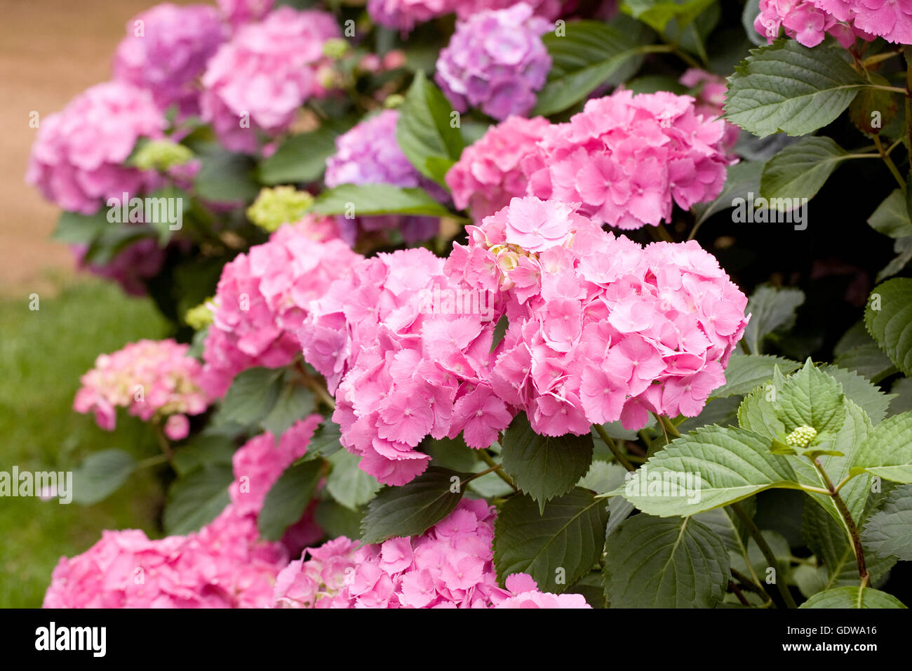 Hydrangea macrophylla flowers. Stock Photo