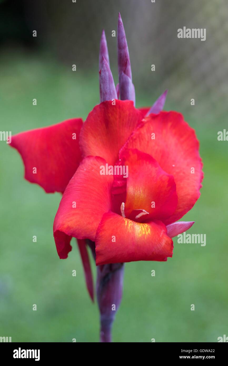 Blooming Cannas flower Stock Photo