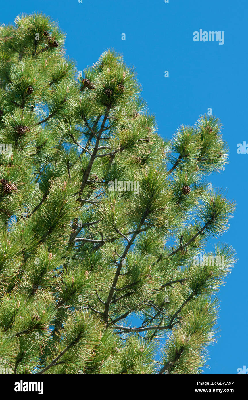 Ponderosa pine tree branches against a clear blue sky. Stock Photo