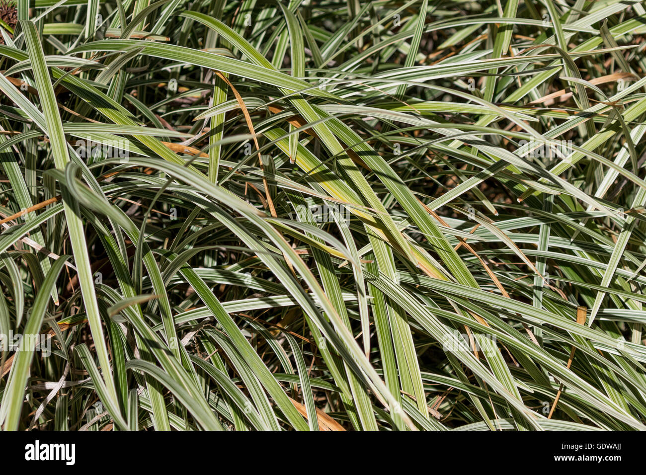 Lilyturf AZTEC GRASS at Mercer Arboretum and Botanical Gardens in Spring, Texas. Stock Photo