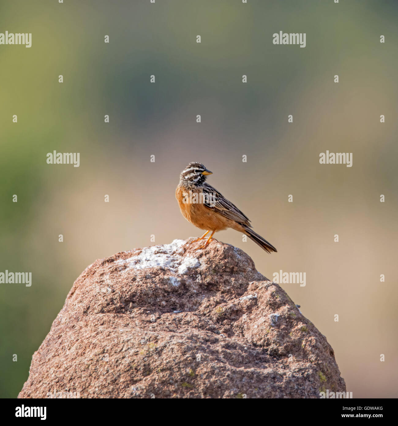 A Cinnamon-breasted Bunting perched on a termite mound in Southern Africa Stock Photo