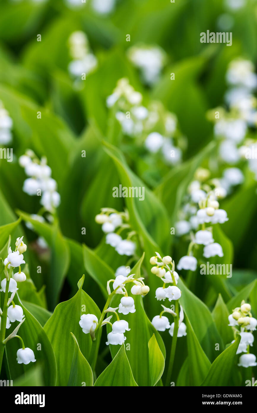 Blooming lily of the valley flowers in spring garden Stock Photo - Alamy