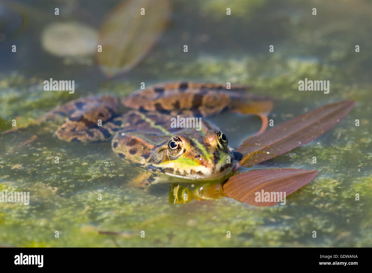 common water frog (Rana kl. esculenta Stock Photo Alamy