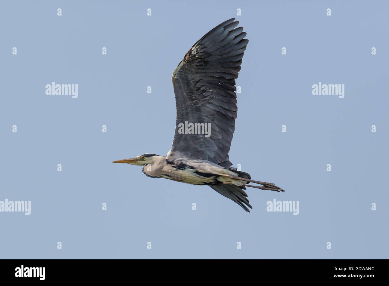 grey heron during flight Stock Photo
