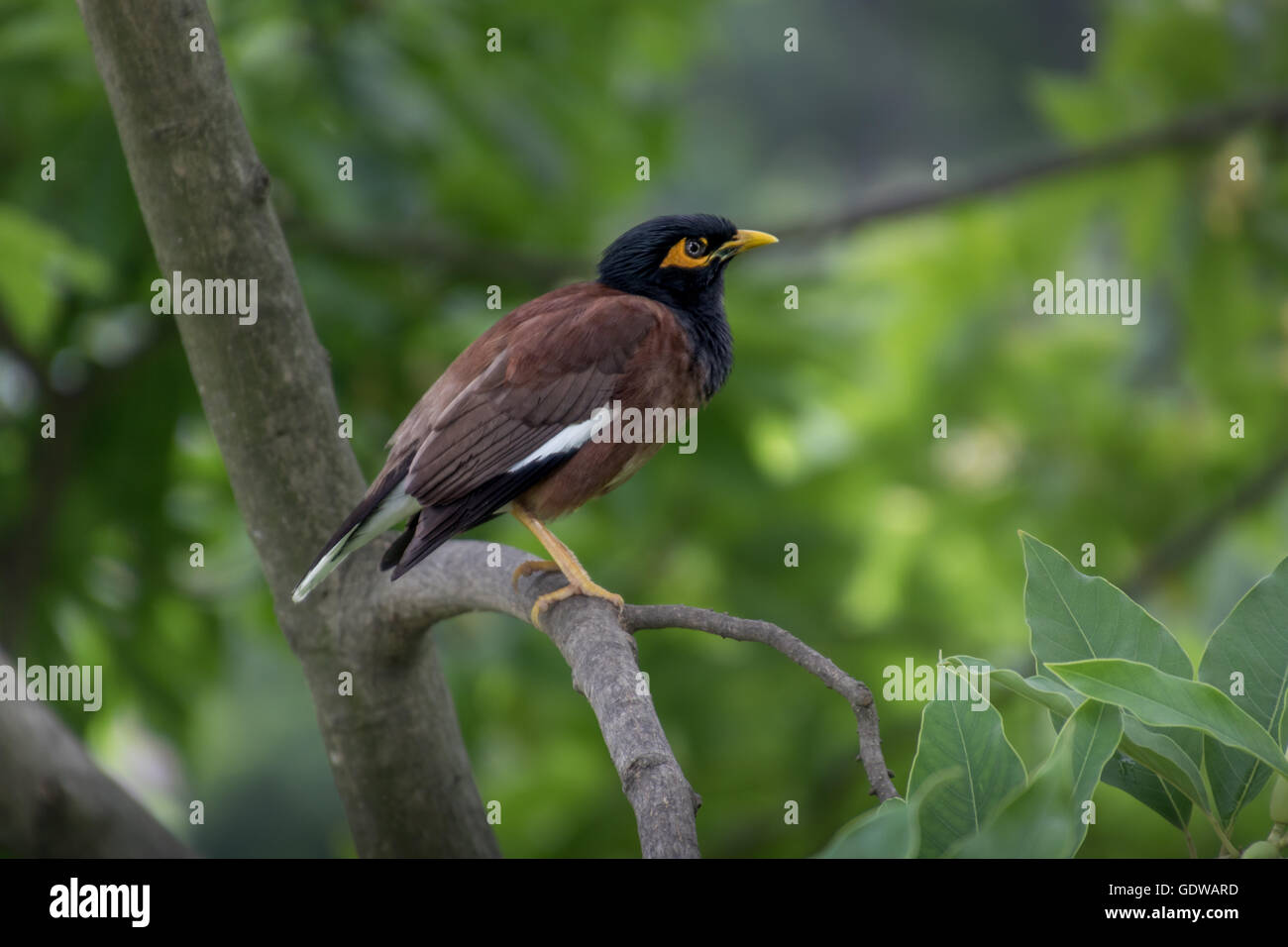 Common Myna (Acridotheres tristis), perched on a branch Stock Photo - Alamy