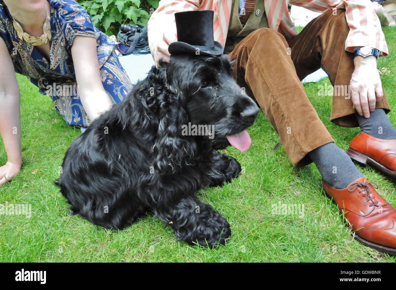 Stanley the Cocker spaniel at the 2016 Chap Olympiad, in London's Bedford Square. Stock Photo