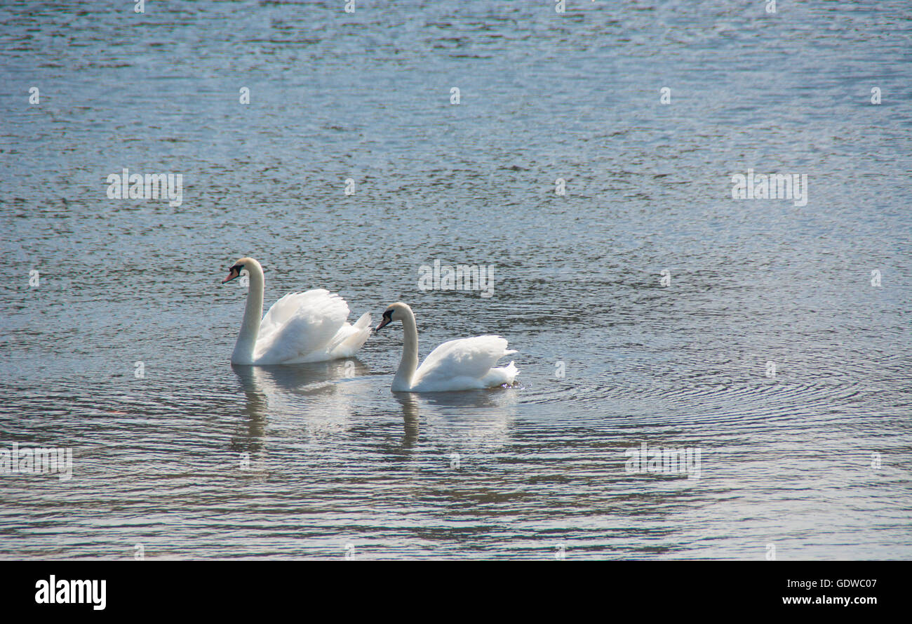 Couple of beautiful swans on the water Stock Photo