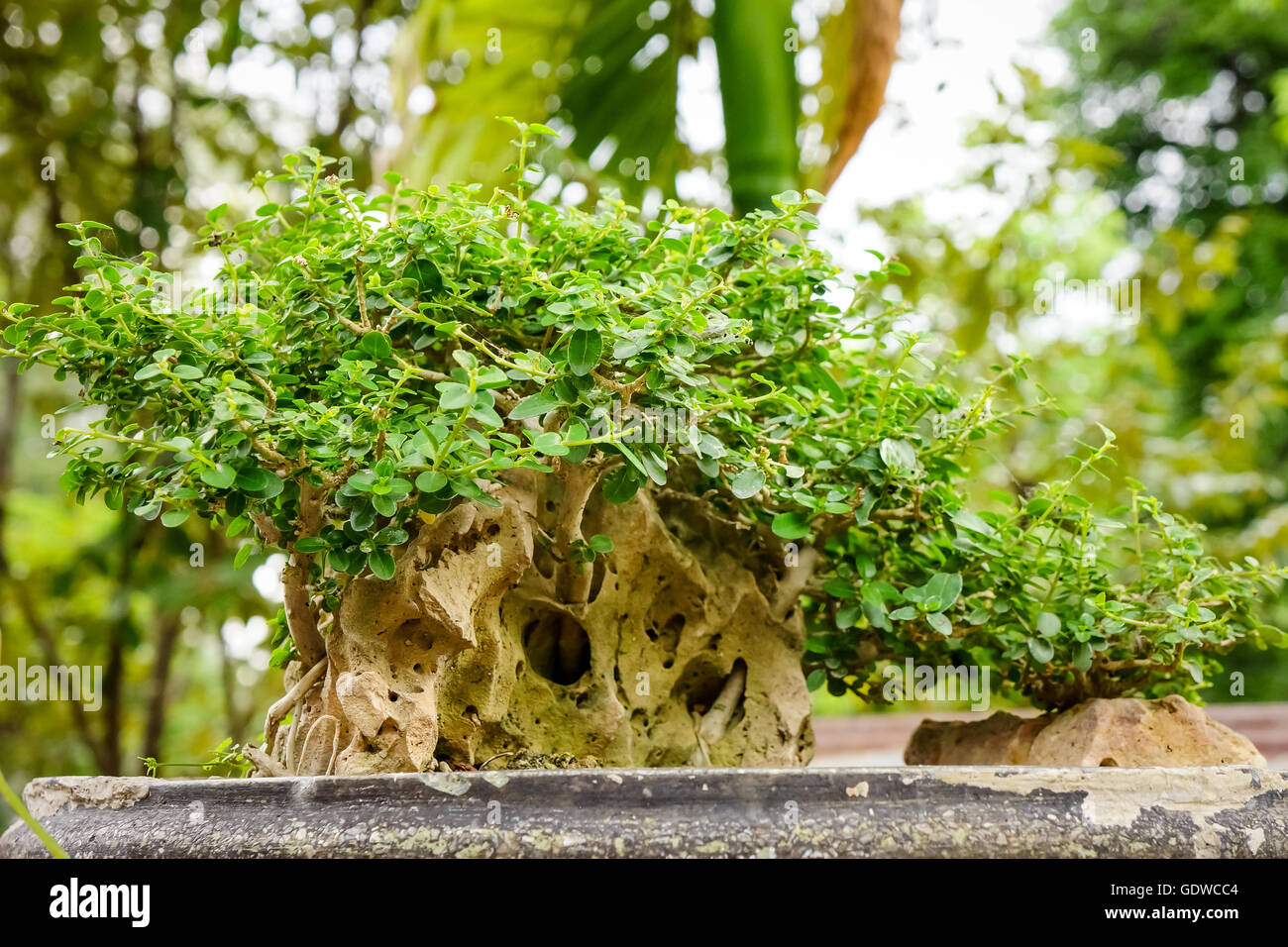 Small tree in woodshelf interior decorate Stock Photo - Alamy