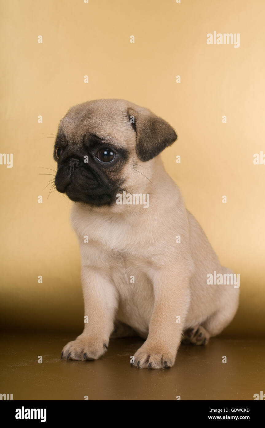 Golden pug hot sale