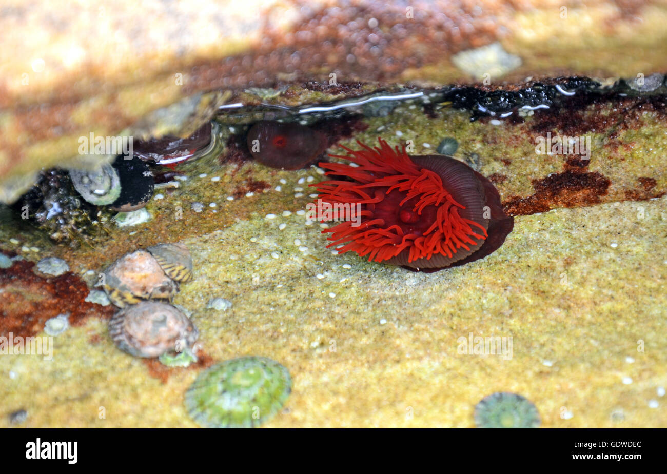Bright red Waratah Sea anemone (Actinia tenebrosa) in a rock pool on the New South Wales coast, Australia Stock Photo