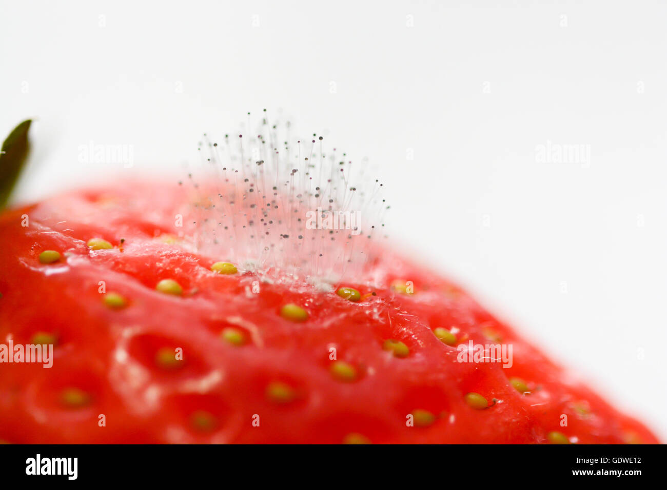 Strawberry with mold stock photo. Image of snack, mildew - 223374096
