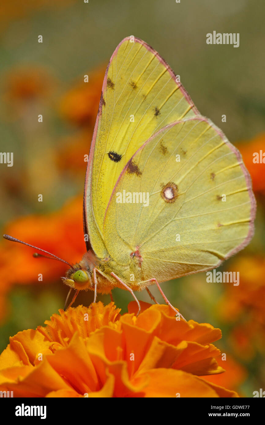 pale clouded yellow butterfly on marigold flower Stock Photo
