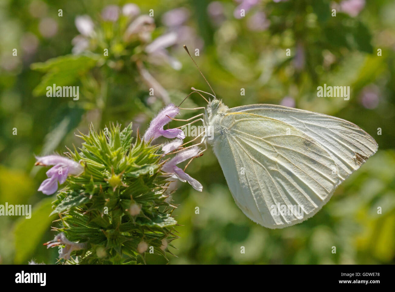 white cabbage butterfly on wild flower Stock Photo Alamy