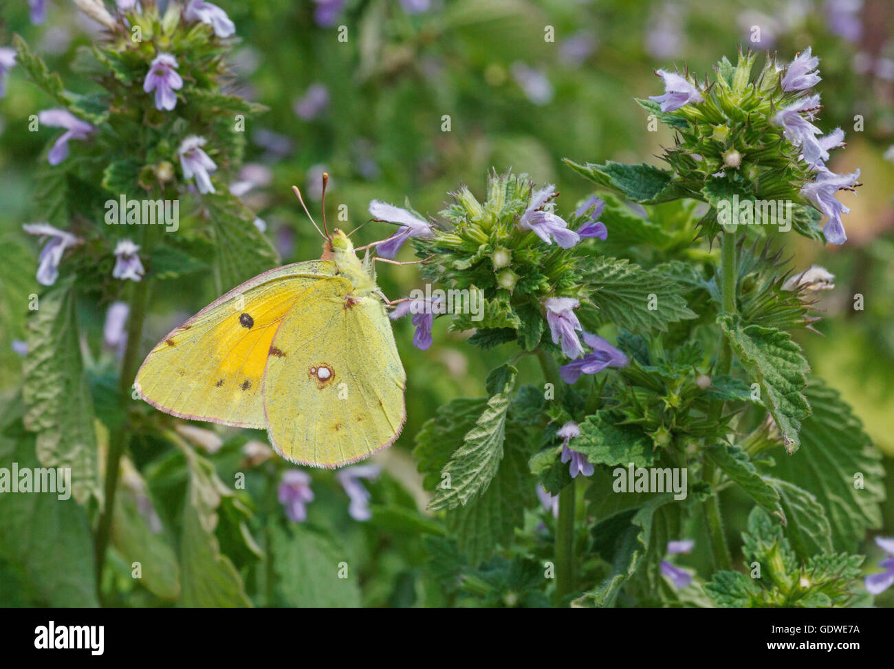 pale clouded yellow butterfly on wild flower Stock Photo