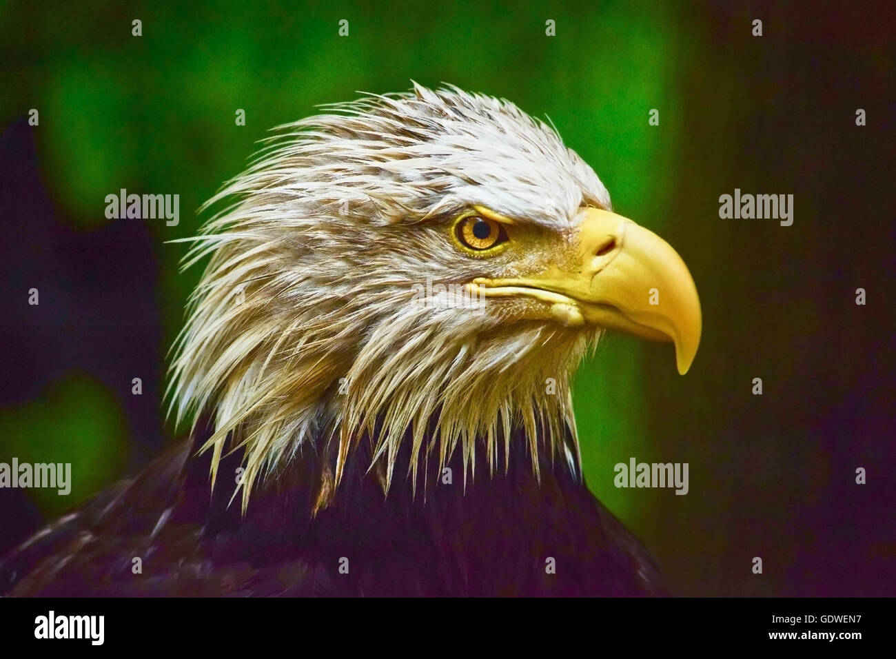 Head of American eagle Stock Photo Alamy