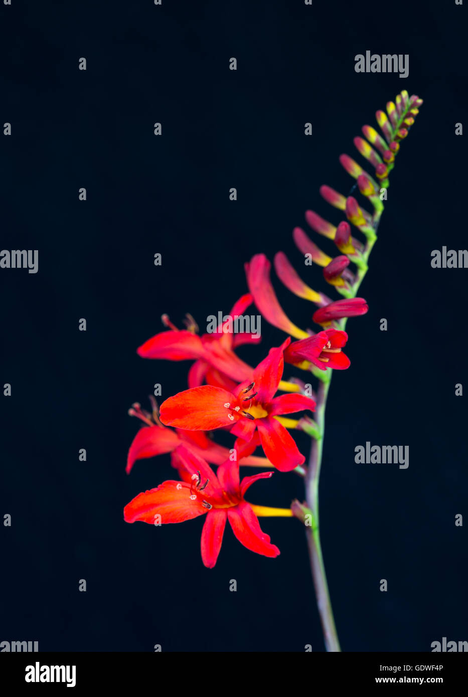 Red flower, crocosmia lucifer, aka coppertips or falling stars. Stock Photo