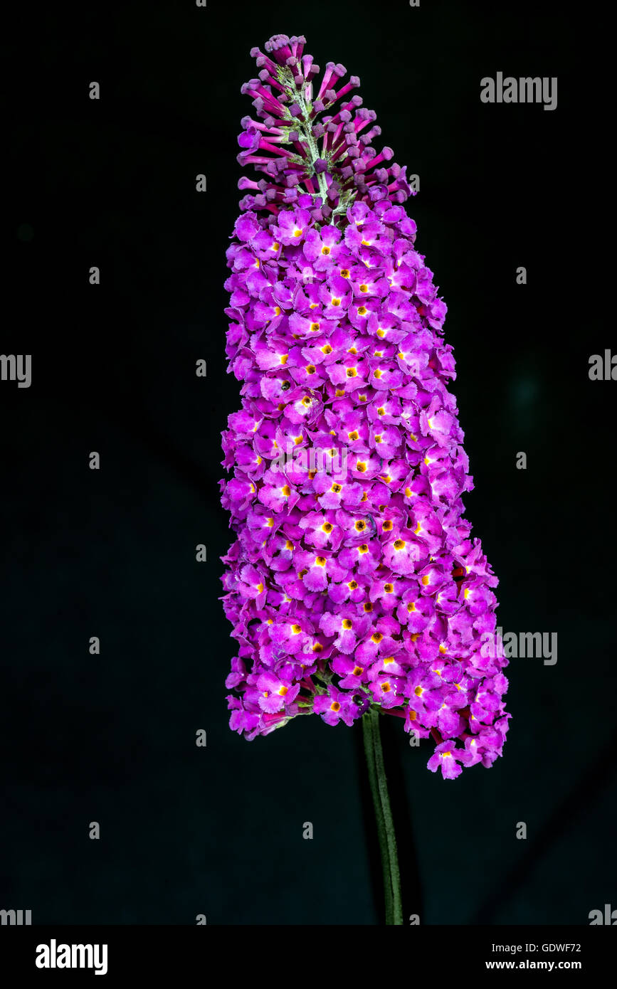Cluster of small flowers on a single stalk Stock Photo