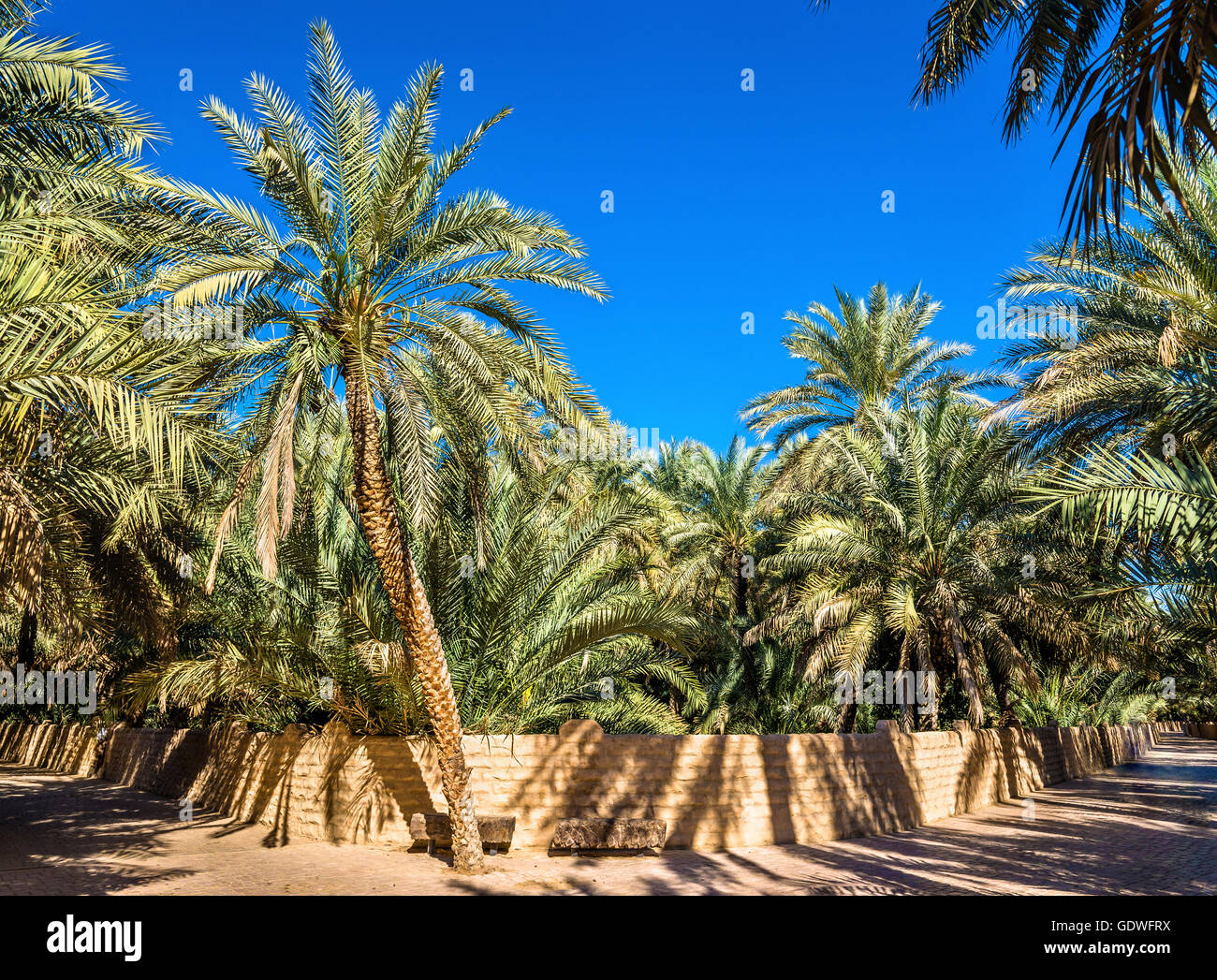 Saudi arabia desert oasis hires stock photography and images Alamy
